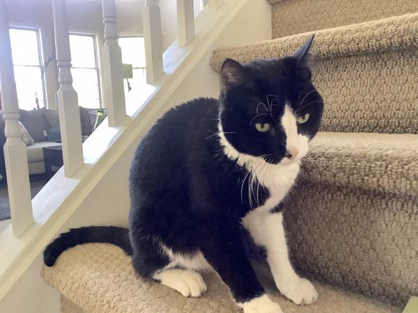 /Images/uploads/The Murphee and Sugar Angel Foundation/murpheeandsugar-pet-photo-contest-fundraiser/entries/27802thumb.jpg